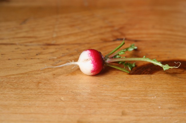 Our first radish from this year's garden, leaves nibbled off by something....