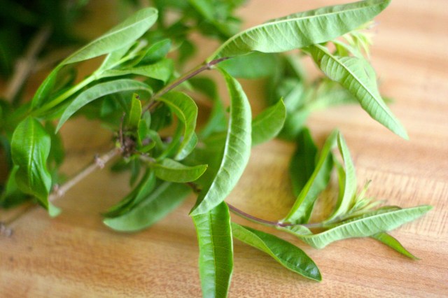 Lemon Verbena