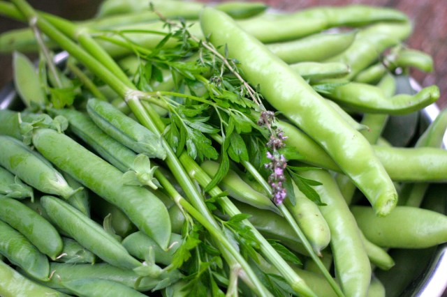 Just picked peas, favas, parsley, and thyme.
