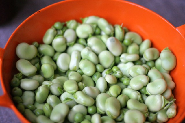 Freshly shelled favas (broad beans) and peas