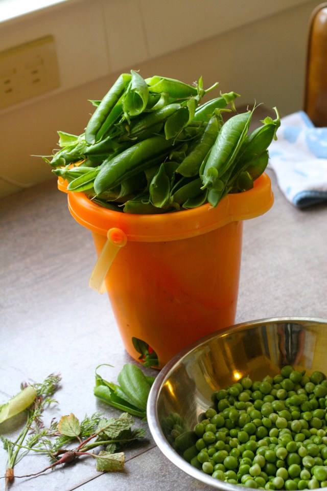 Empty-pea pods in a sandbucket