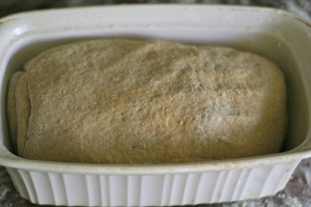 Dough ready for final rise in the loaf pan