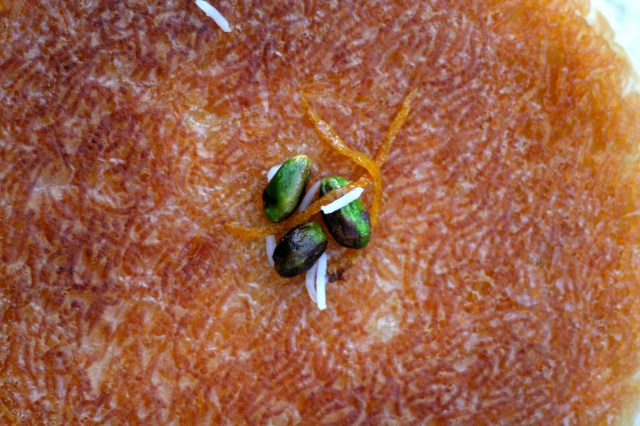The crunchy top of the rice, "tadik"